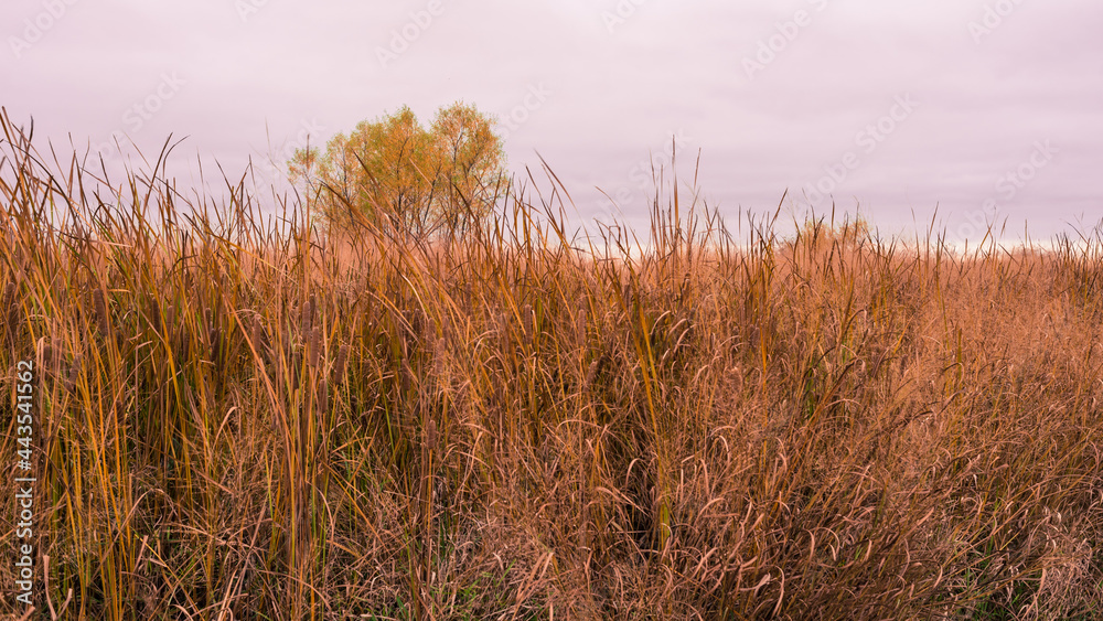 Fototapeta premium Wetland Grass
