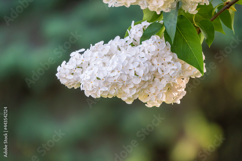 White Blooming Lilac Flowers in spring with blured background