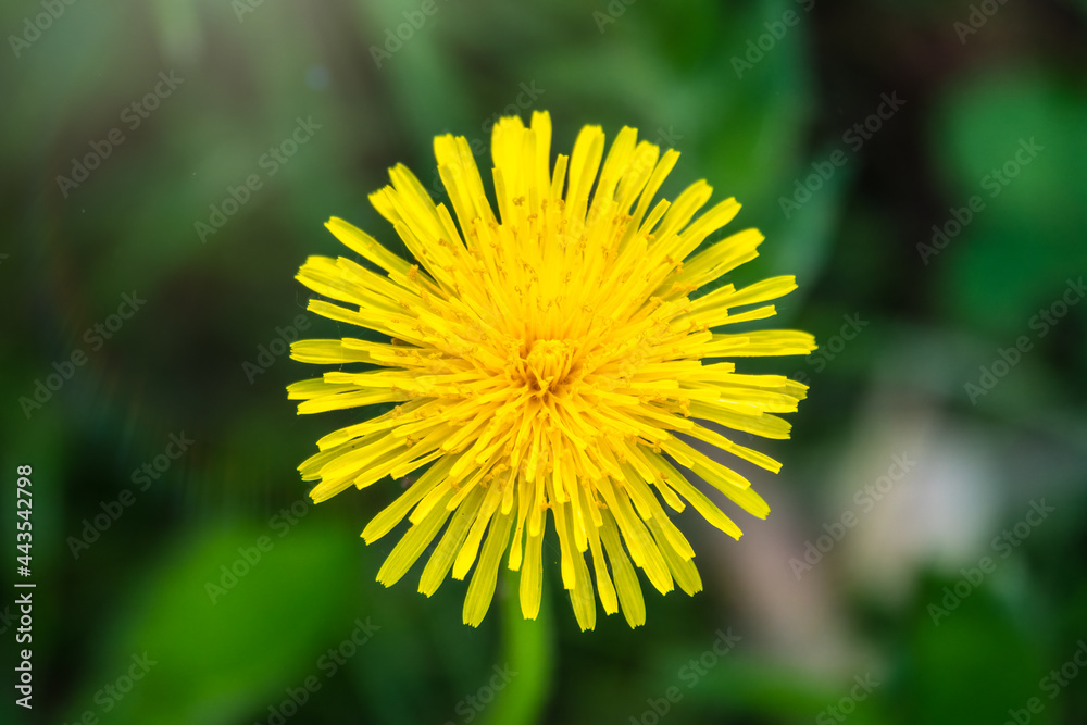 Field of yellow dandelions. Taraxacum officinale, the common dandelion Field of yellow dandelions. Taraxacum officinale, the common dandelion