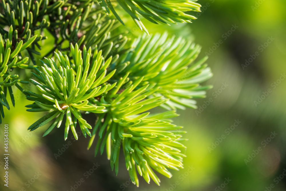 Fir branches with fresh shoots in spring. Fir branches with fresh shoots in spring.