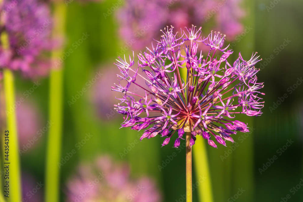Close-up of the inflorescence of the Rosenbachian onion, Allium rosenbachianum, blooming in the garden Close-up of the inflorescence of the Rosenbachian onion, Allium rosenbachianum, blooming in the garden