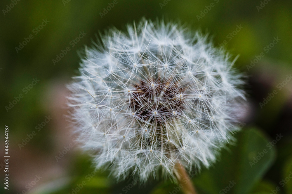 Obraz premium Dandalion