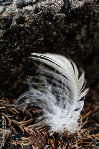 Feather