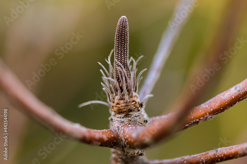 Pine Bud