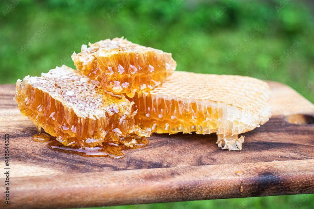 honey and honeycombs. just from the bee hive. close-up photography. - obrazy, fototapety, plakaty 