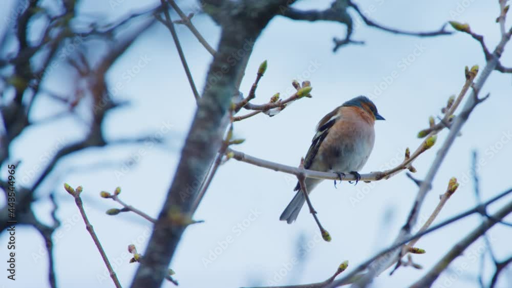 A red breasted bird is singing from a burgeoning tree A red breasted bird is singing from a burgeoning tree