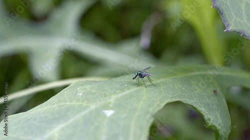 Long-legged fly eating a smaller fly. photo