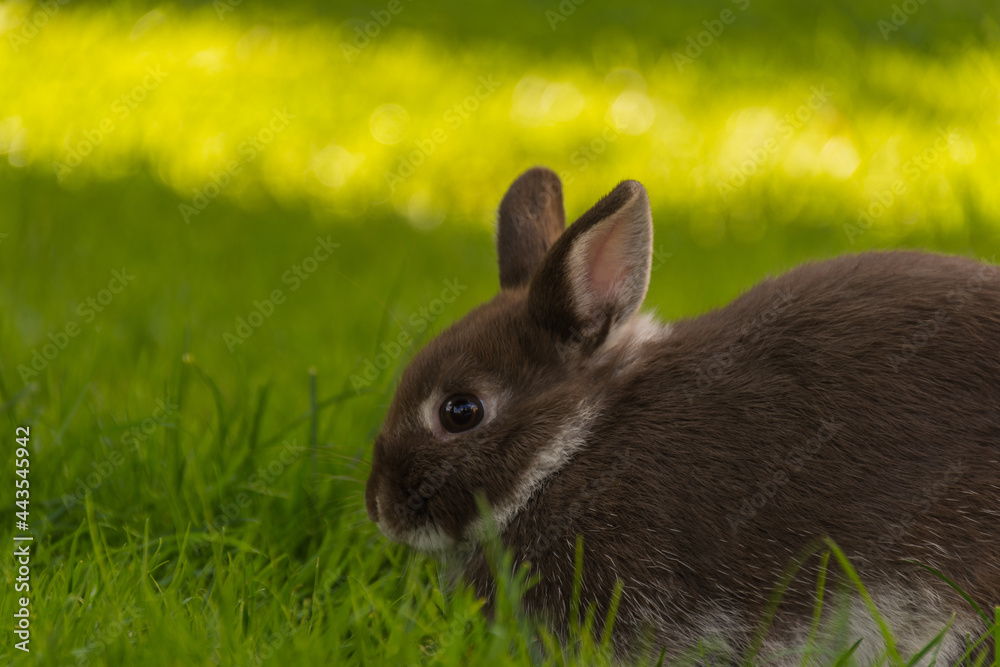 Ein braunes Kaninchen auf dem grünen Rasen Ein braunes Kaninchen auf dem grünen Rasen