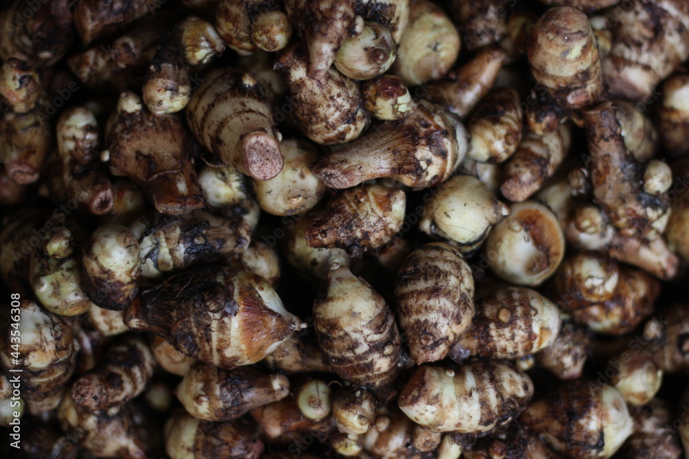 A bunch of taro roots. it's a vegetable And it has to be cooked and eaten A bunch of taro roots. it's a vegetable And it has to be cooked and eaten