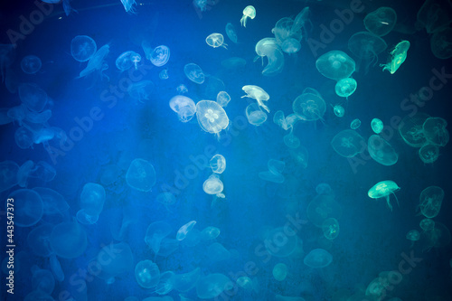 Jellyfish © ARTIT
