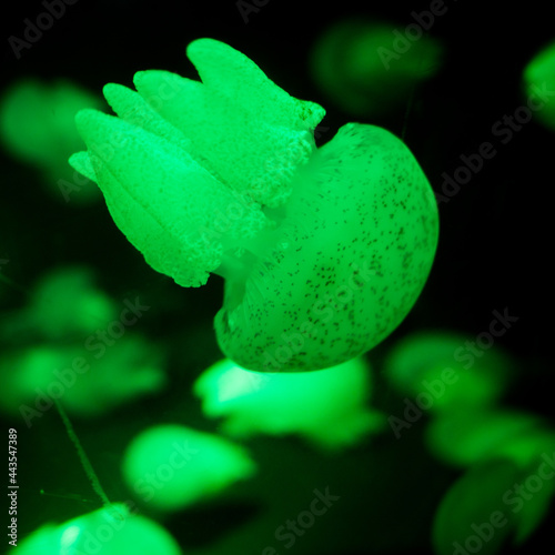 Jellyfish