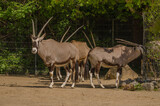 Gazelle / Antilope im Zoo