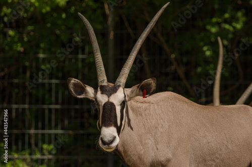 Gazelle / Antilope im Zoo photo