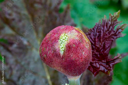 Rheum palmatum var. tanguticum crown rhubarb 