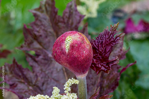 Rheum palmatum var. tanguticum crown rhubarb 