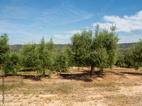 olive trees lined up in the sun