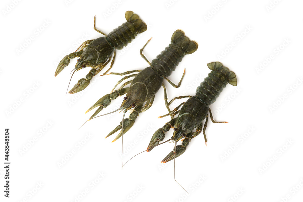 fresh raw crayfish isolated on white. three live crayfish fresh raw crayfish isolated on white. three live crayfish
