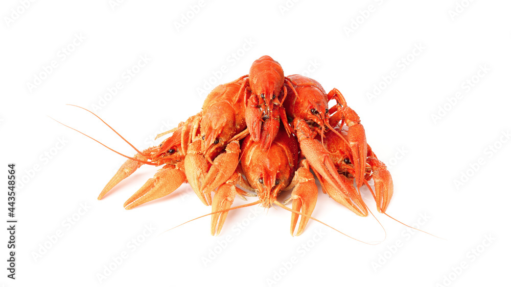 boiled crayfish isolated on white. a bunch of crayfish boiled crayfish isolated on white. a bunch of crayfish