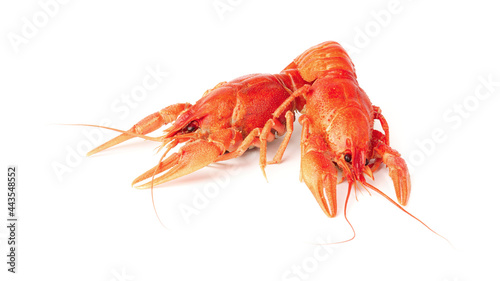 boiled crayfish isolated on white. two crayfish