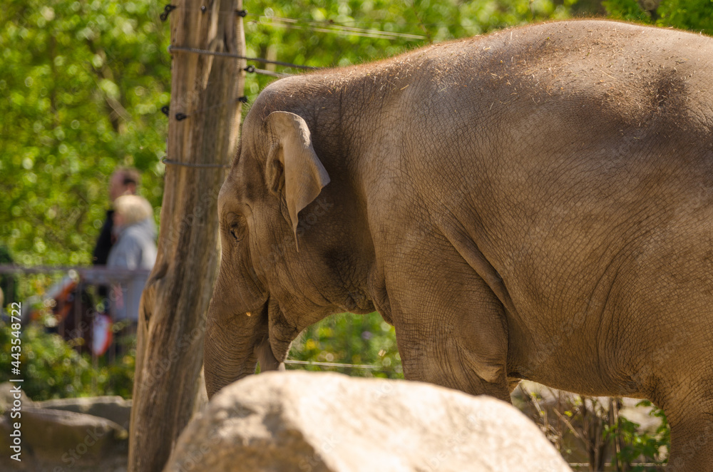 Fototapeta premium Elefant im Zoo