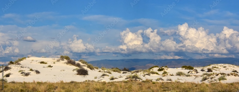 yucca and rosemary mint vegetation in  gypsum sand dunes of  white sands national monument, near alamogordo, new mexico