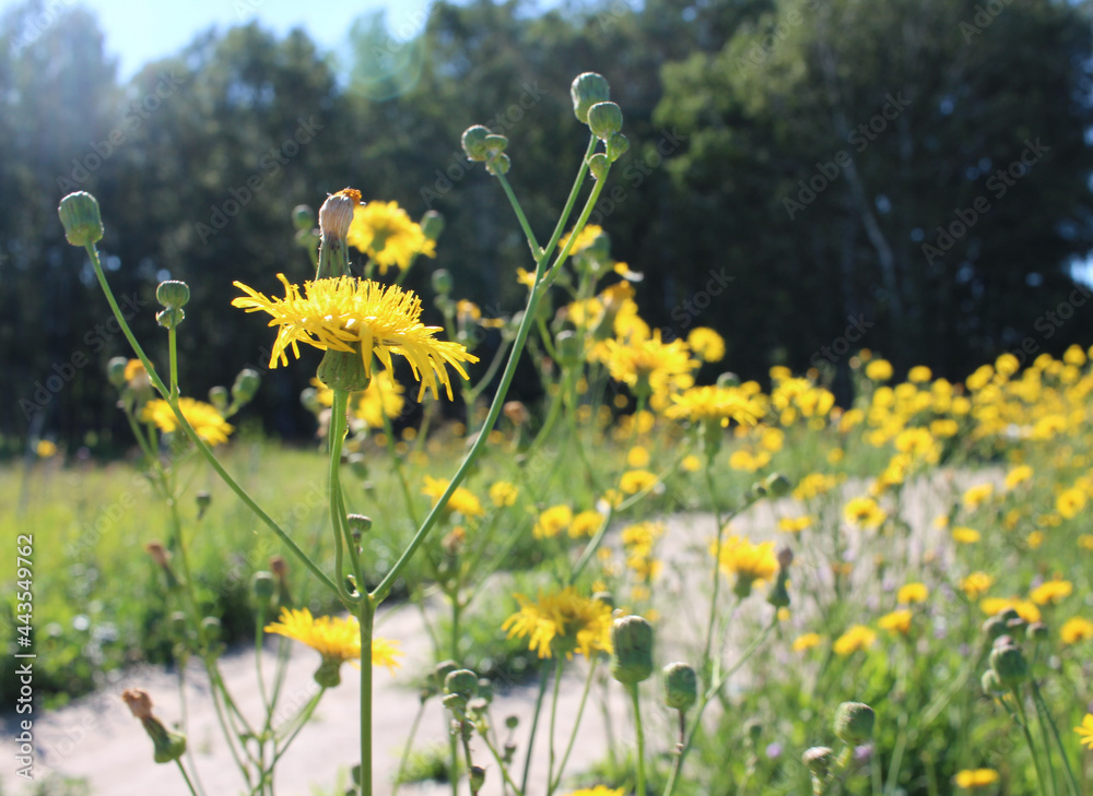 Fototapeta premium bright yellow flowers grow in the green grass in the garden in summer