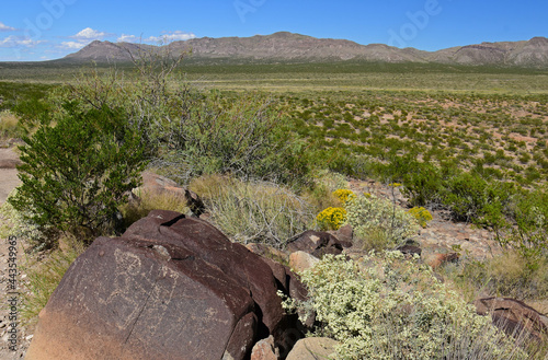 ancient native american jornada mogollon petroglyphs, mountains, and yellow wildflowers  on a sunny day at three rivers petroglyph site near tularosa, new mexico photo