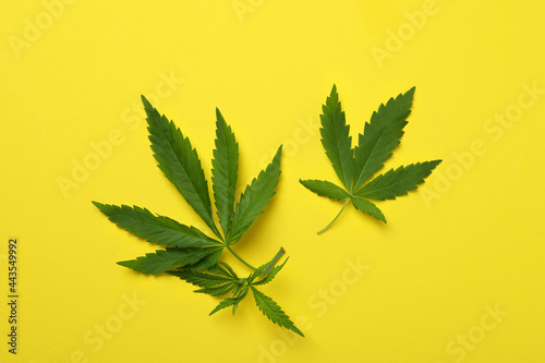 Cannabis leaves on yellow background, top view
