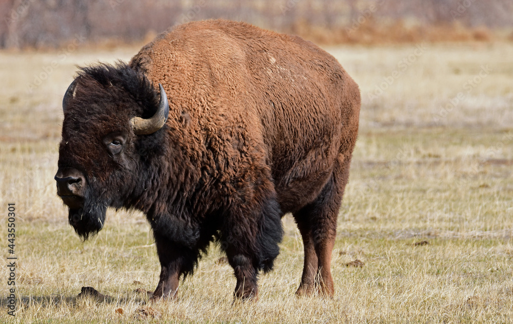 american bison standing in a field along the wildlife drive in the rocky mountain arsenal wildlife refuge in early spring in commerce city, near denver, colorado american bison standing in a field along the wildlife drive in the rocky mountain arsenal wildlife refuge in early spring in commerce city, near denver, colorado