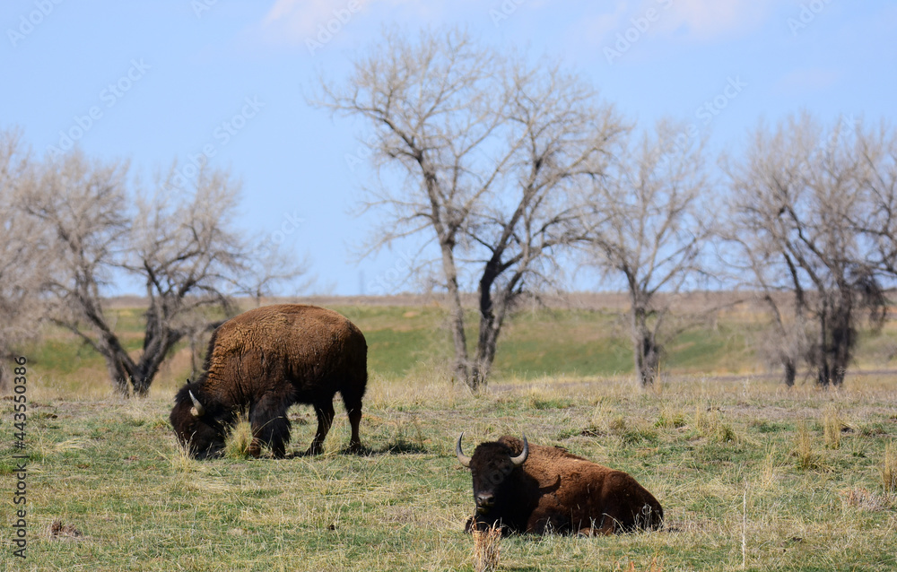 pair of American bison grazing and sitting in a field on a sunny spring day in rocky mountain national wildlife refuge in commerce city, near denver, colorado