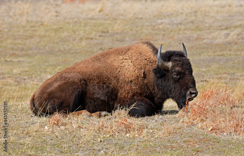american bison  resting in a field along the wildlife drive in the rocky mountain arsenal wildlife refuge in early spring in commerce city,  near denver, colorado © Nina
