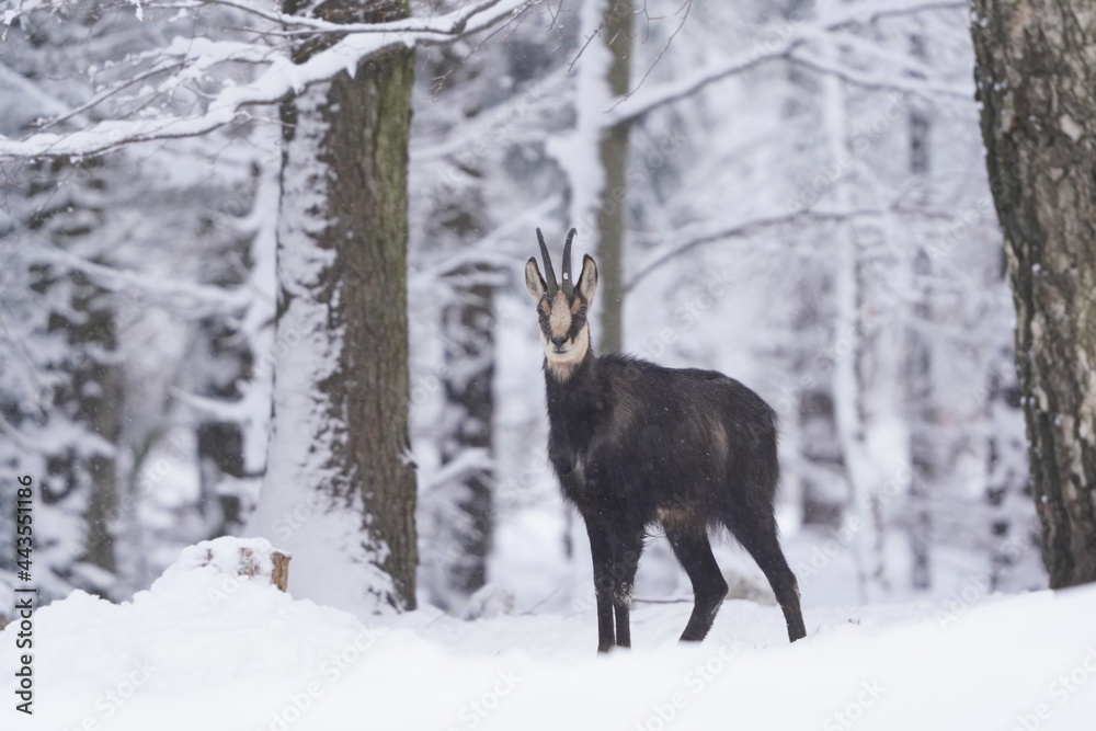 chamois in winter forest. Winter scene with horn animal. Rupicapra rupicapra. Animal from Alp. chamois in winter forest. Winter scene with horn animal. Rupicapra rupicapra. Animal from Alp.