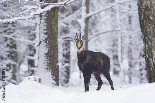 chamois in winter forest. Winter scene with horn animal. Rupicapra rupicapra. Animal from Alp. photo