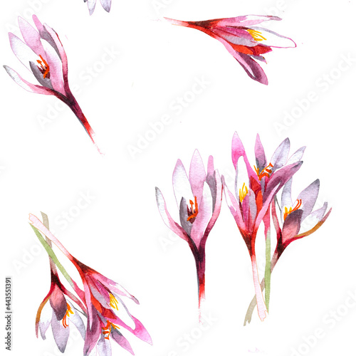 Crocuses flowers watercolor isolated on white background seamless pattern for all prints. © Halyna