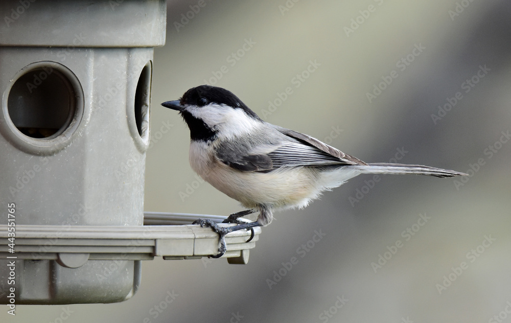 Obraz premium cute black capped chickadee perched on a backyard feeder in broomfield, colorado