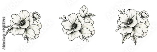 Hand drawn beautiful floral compositions isolated on white, botanic illustration with black and white flower bouquet set, black floral sketch 