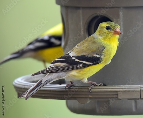 closeup of pretty yellow female american goldfinch at a feeder in a back yard in broomfield, colorado