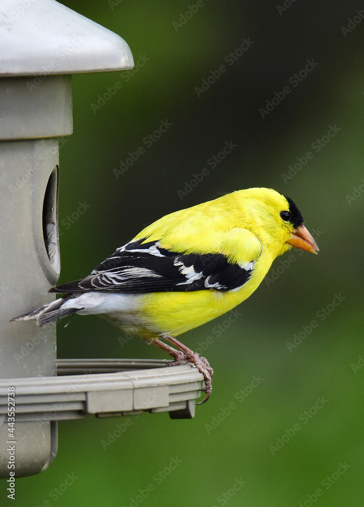 Obraz premium closeup of pretty yellow male american goldfinch at a feeder in a back yard in broomfield, colorado