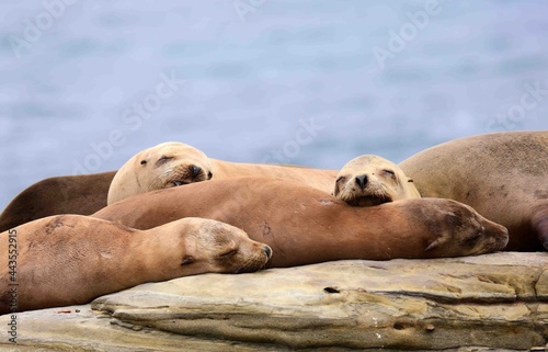 four sea lions resting on a ledge on the beach at la jolla cove, near san diego, california 