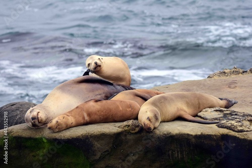 sea lions resting on the cliffs next to the pacific ocean at la jolla cove, near san diego, california 