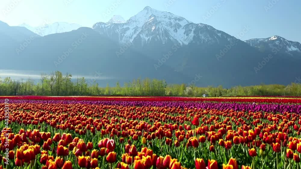 Cultivated Tulip Field Fraser Valley British Columbia Cultivated Tulip Field Fraser Valley British Columbia