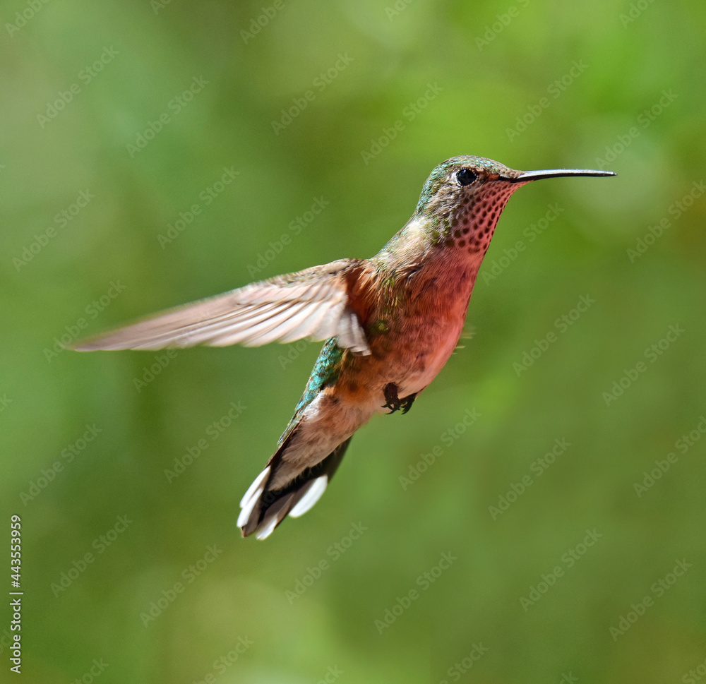 Fototapeta premium close up of a female broad tailed hummingbird in flight in colorado state forest state park near walden, colorado