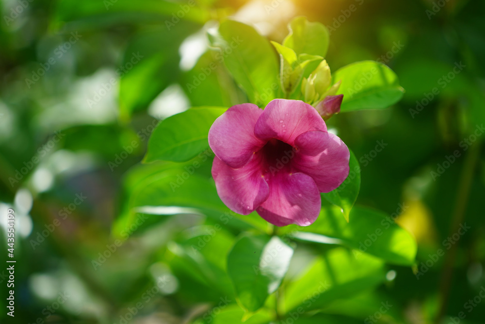 Allamanda blanchetii, focus on purple flowers with blurred background. Allamanda blanchetii, focus on purple flowers with blurred background.