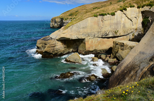 yellow wildflowers and the picturesque coastline of tunnel beach on a sunny summer day, near dunedin, on the south island of new zealand