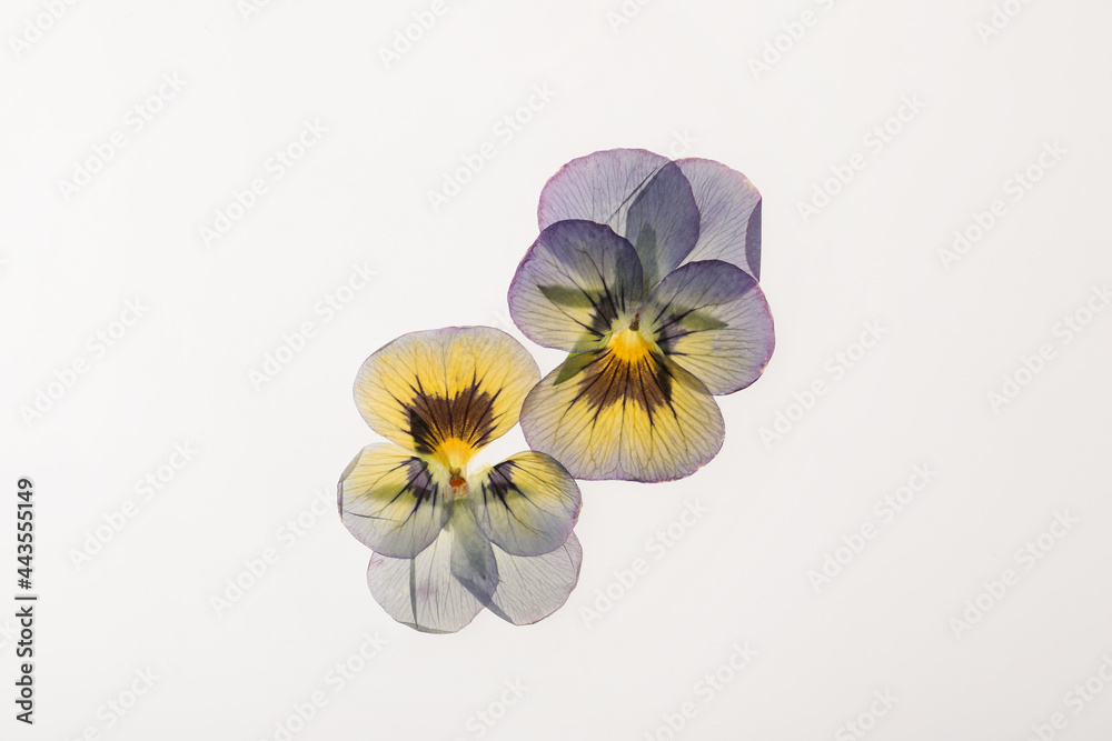 Wild dried meadow flowers on white background, top view