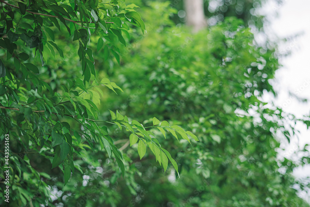 Fresh green leaves blur forest background Fresh green leaves blur forest background