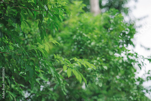 Fresh green leaves blur forest background 