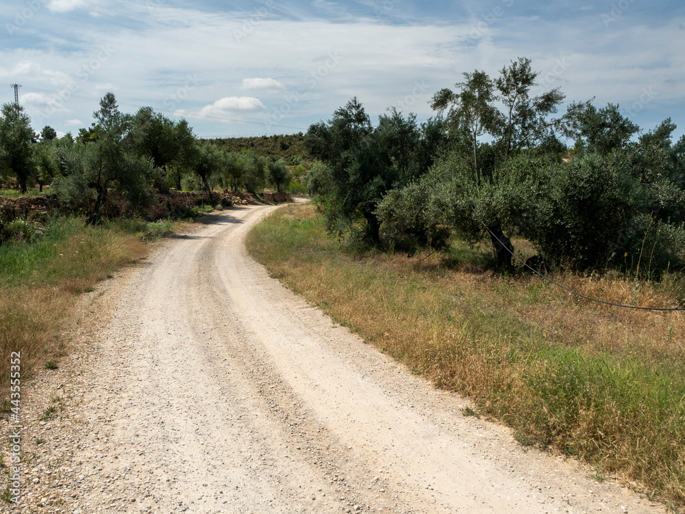 dirt road between olive trees