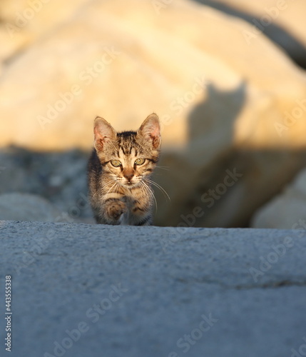 Small young cat on the beach