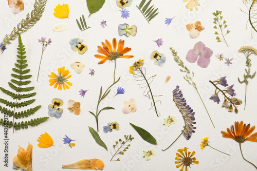 Fototapeta Naklejka Na Ścianę i Meble -  Pressed dried flowers and plants on white background, flat lay. Beautiful herbarium